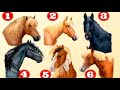 Test de personalidad: Elige tu caballo preferido y conoce tu fuerza interior