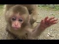 Mountain Monkey - Newborn Baby 14 Curious