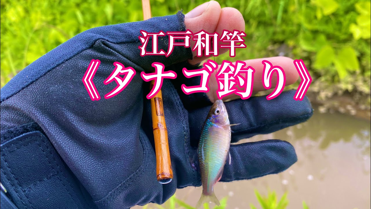 タナゴの空 I caught a huge tanago fish in a ditch in Koshigaya City