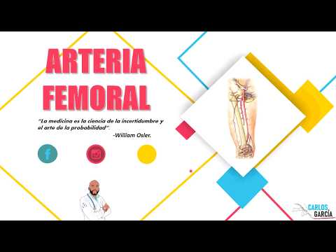 Vídeo: Anatomia, Função E Diagrama Da Artéria Femoral Profunda - Mapas Do Corpo