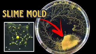 Slime Mold Grows Network Just Like Tokyo Rail System