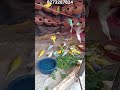 happy birds #❤️❤️🕊️🕊️🕊️👍