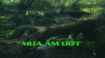 Tiếng mưa rơi trên kính, Cơn Mưa Rỉ Rả Ẩm Ướt | Buy Video Stock Rainforest, Rain Sounds Business