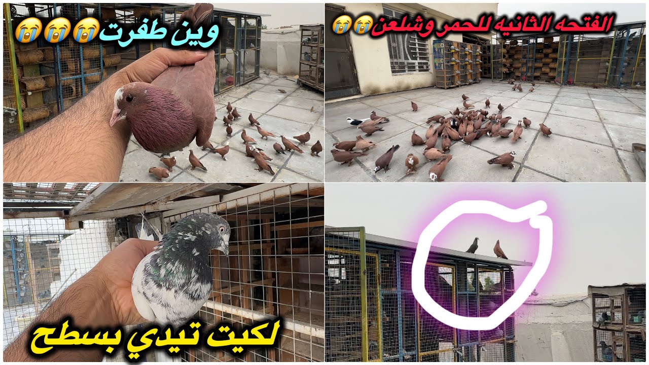 طفرت الحمر الغربه😩صدت تيدي منتهي❤️شلعن زوج والله حمر طوراد😳😳😳