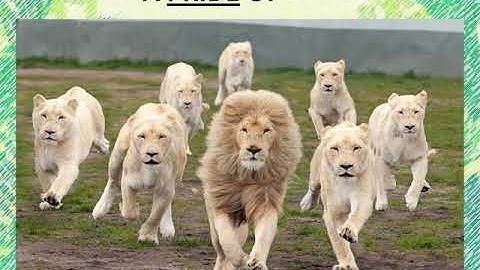 Class 4 EVS A Day With Nandu PART1