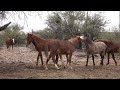 Wild Horse Aggression and A Sneak Up ON ME - Mark Storto Nature Clips