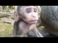 Life of monkeys Ep116, baby monkey running, life of baby monkey with mom...