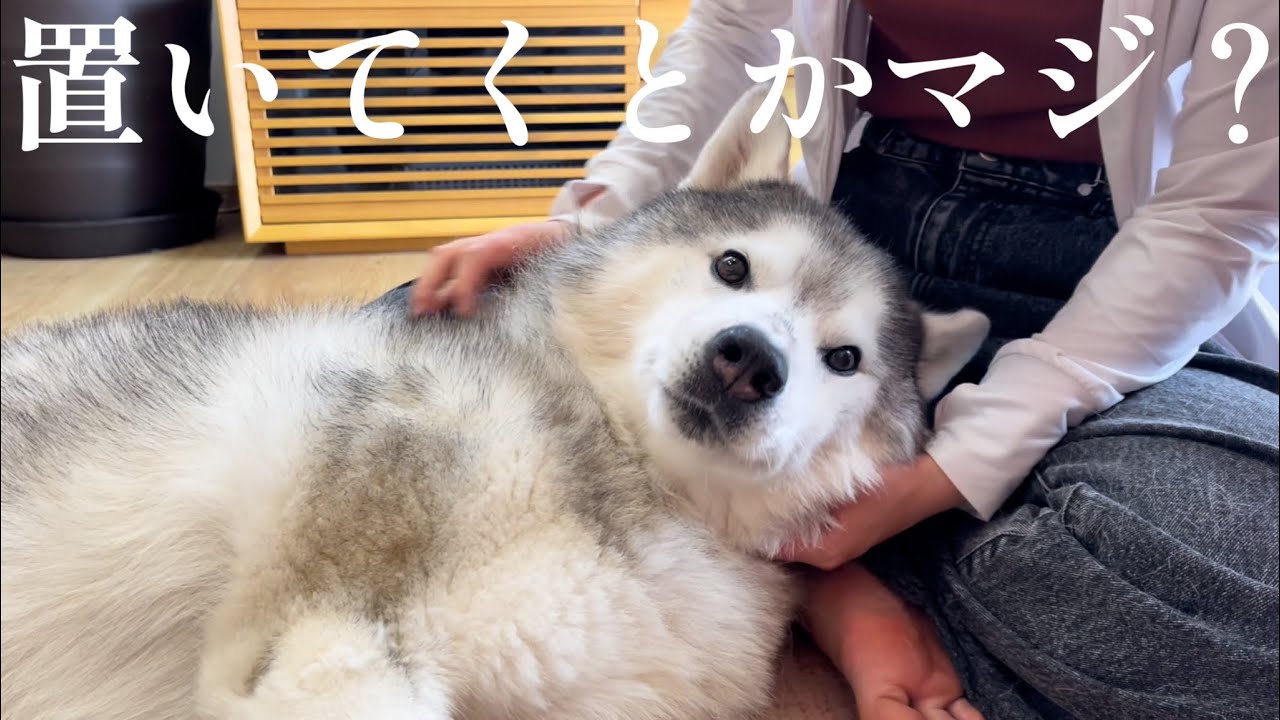 お留守番を察知して 怒りの食べカス擦り付けを姉にくらわすシベリアンハスキー Youtube お留守番を察知して 怒りの食べカス擦り付けを姉にくらわすシベリアンハスキー Youtube