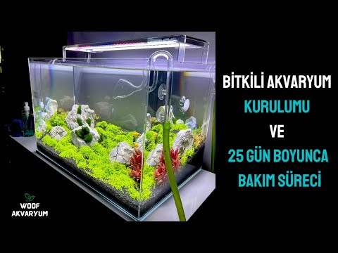 Bitkili Akvaryum Tasarımı ve 25 Günlük Süreci Aquascaping | Bitkili Akvaryum Kurulumu