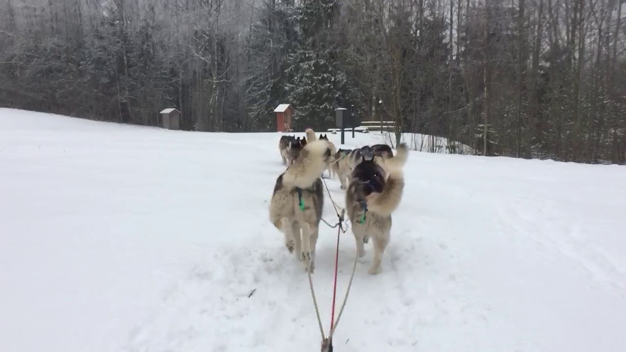 Sleddogs in Estonia - on the trail