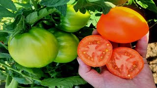 ЭТИ ПОМИДОРЫ В ОТКРЫТОМ ГРУНТЕ И В ТЕПЛИЦЕ ПОКАЗАЛИ СЕБЯ НА ВСЕ 100%! Урожайный томат Янтарный Купол