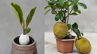 Discover The Secret To Growing Jackfruit Quickly And With High Yield