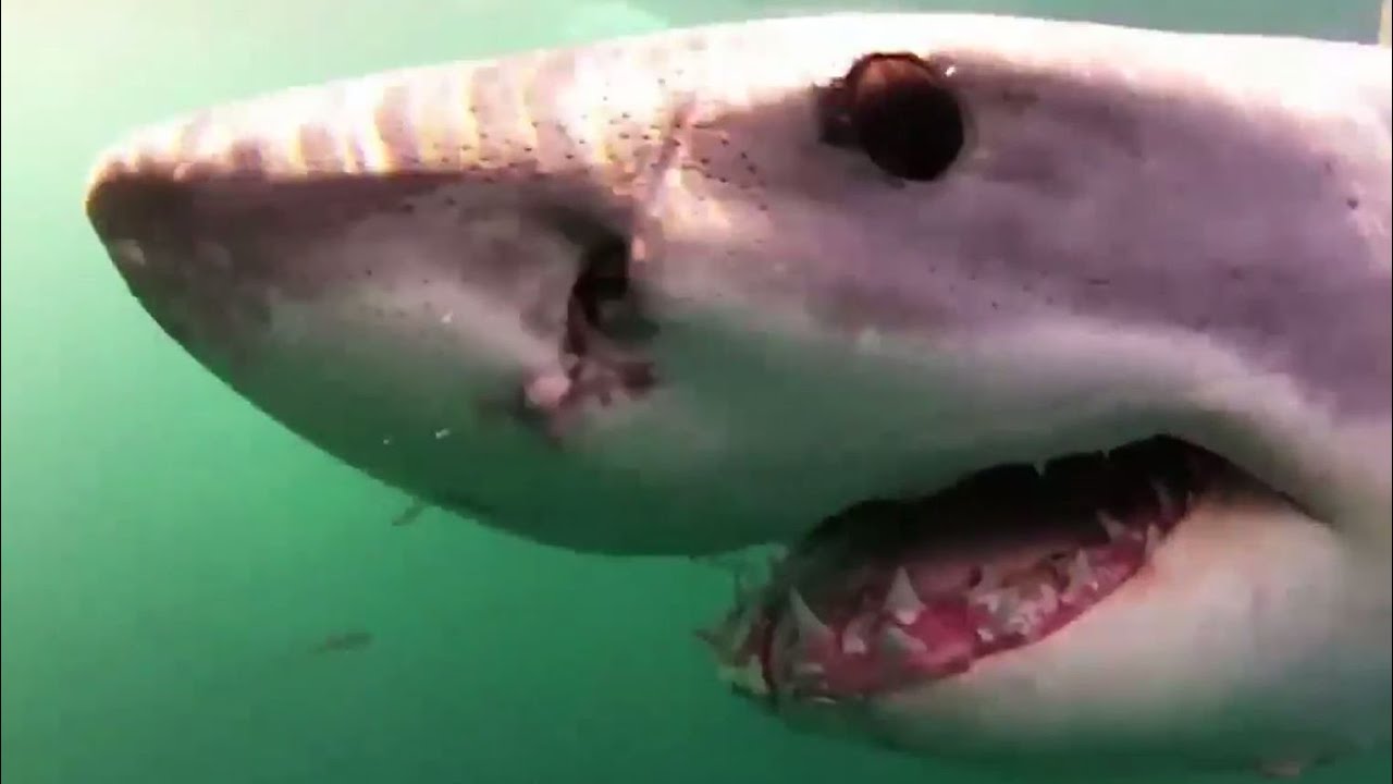 seals rocks Pair proposing 'virtual fence' to keep sharks away from Cape Cod beaches
