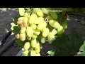 100+ новейших гибридных форм винограда на участке Олейника С. В. 5.08.2019. Часть 2