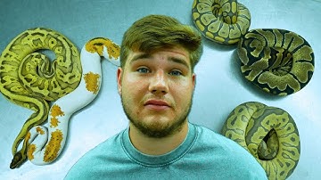 10 Ball Pythons Of The Future