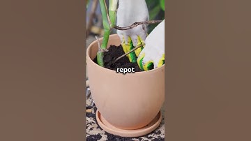 Save Your Overwatered Plants FAST! 🚨🌱 #PlantRescue #GardeningHacks #Overwatering