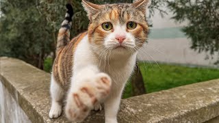 видео: Кошка тянула лапку к прохожим... Женщина бросила всё и взяла её. Утром случилось невероятное... картинка: Кошка тянула лапку к прохожим... Женщина бросила всё и взяла её. Утром случилось невероятное...