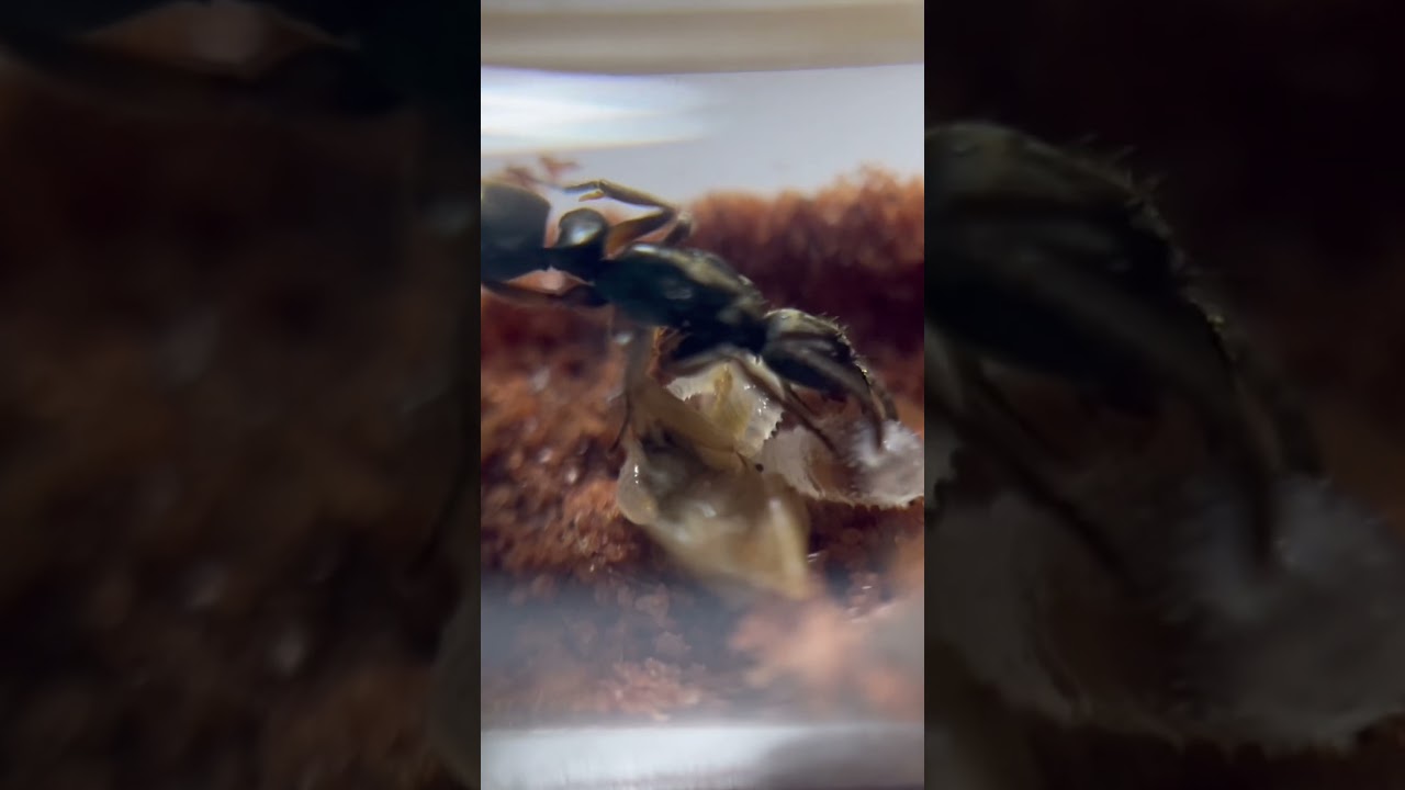 Neoponera Unidentata alimentando sus larvas 🐜