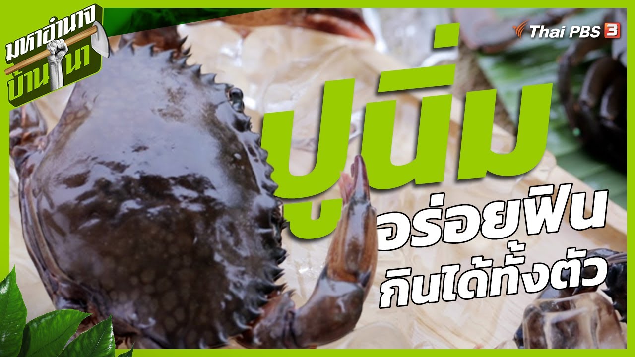 ปูนิ่ม อร่อยฟินกินได้ทั้งตัว | มหาอำนาจบ้านนา