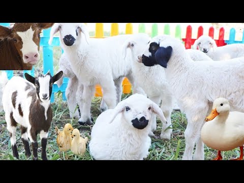 Çiftlik Hayvanları , Yeni Nesil Kuzular , Koyunlar , İnek Videoları , Tavuk Civciv , Köpek,Keçi Sesi