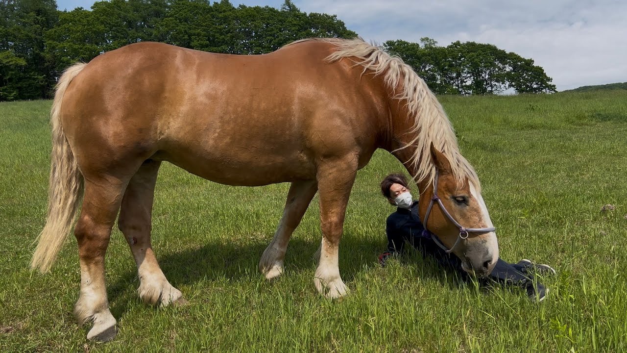 【ばんえい】タカラヴェルベーヌのレース観戦してきました