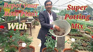 Here the recipe for super potting rose plant is discussed in details.
this best possible mix to grow. some other tips ...