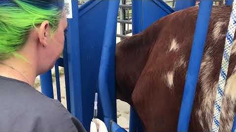 Subcutaneous injection on cow