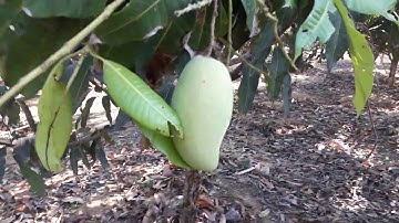 Soài Cát Cần Giờ - Đặc sản Cần Giờ - Du lịch sông nước Cần Giờ