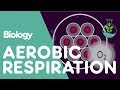 Unlocking the Secrets of Respiration in Living Organisms