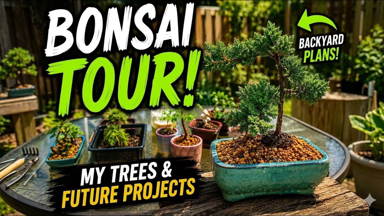 My Bonsai Collection Tour | Current Trees & Future Projects