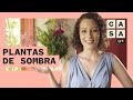 PLANTAS DE SOMBRA: saiba como cultivar flores dentro de casa | Plante Você Mesmo | Carol Costa