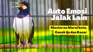 Download Lagu Jalak Suren Gacor Full Isian Bagus Untuk Masteran Kacer, Cucak Ijo Atau Murai Batu MP3