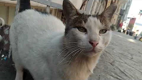 Video 2930291: cat sleeping beauty, big cat cute, cute kitten, funny cat, baby cats, kitty