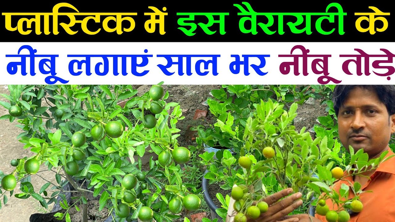 प्लास्टिक में इस वैरायटी के नींबू लगाएं साल भर नींबू तोड़े | Lemon Plant Care Tips |Lemon Fertilizer