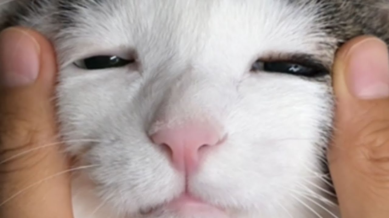 Purr-fectly Hilarious: The Newest Cat Videos of 2024 Will Have You in ...