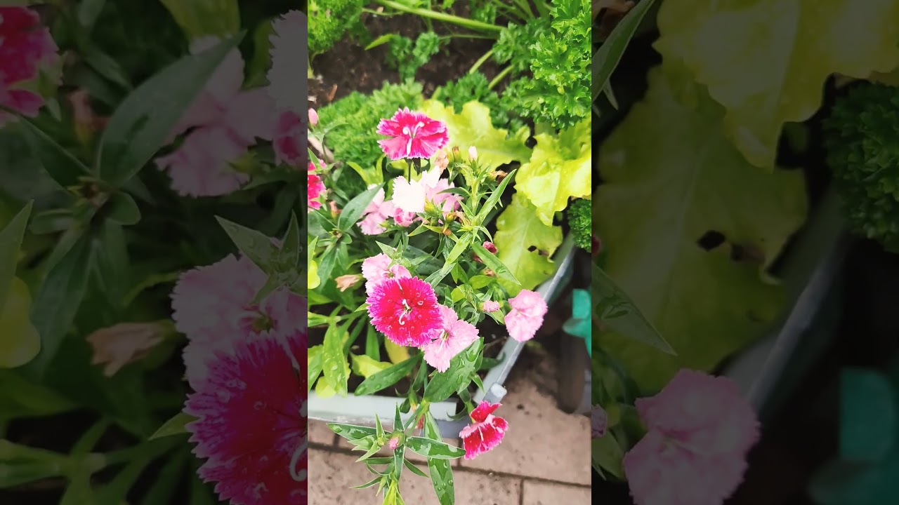 Ranunculus blooming in Perth Garden. Spring is here