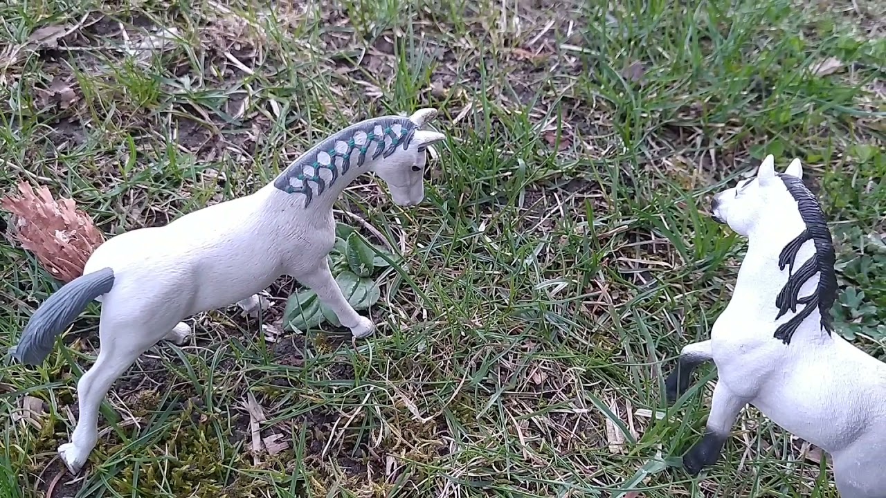 divocí koně 1. série 1 .díl podvádění a seznamování