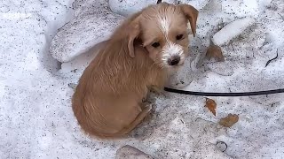 The abandoned puppy was left in the heavy snow, its life hanging by a thread.