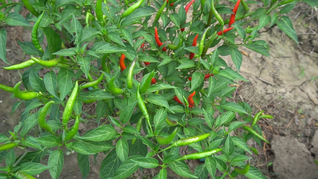 MGA MAHALAGANG KAALAMAN SA PAGTATANIM NG SILING LABUYO @Techpopop1