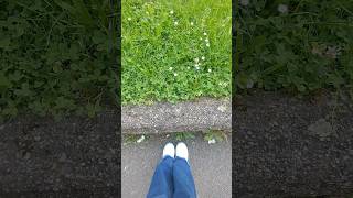 BEAUTIFUL DAISY FLOWER! #viral #linz #shorts #flower