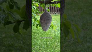 Hanging out in the rain 🌧️ #crochetingwithhudson #crochet #buzzoffwaspnest #waspnestdecoy #wasps