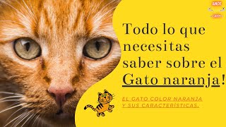 El Gato Color Naranja y sus Características