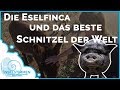 Mallorca Ausflugstipp für Tierliebhaber 🐴| Die Eselfinca und das beste Schnitzel der Welt!