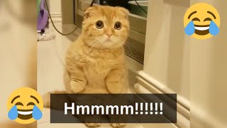 12 Minutes of Funny Cat Videos - EP 115