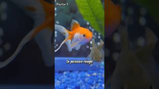 Le POISSON ROUGE ! partie1, Quel poisson pour quel litrage! Vidéo complète sur notre chaîne YouTube