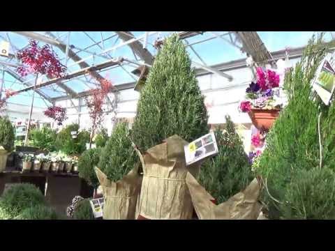 Video: Lær om rosmarin juletræsplanter - Hold en rosmarin til jul