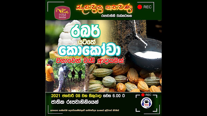 රබර් අතර කොකෝවා වගාව