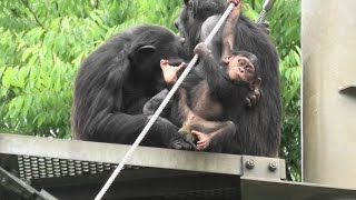 My free climbing! by Dill 僕のワイヤー登りの練習だよ！ディル　Chimpanzee  Tama Zoological Park