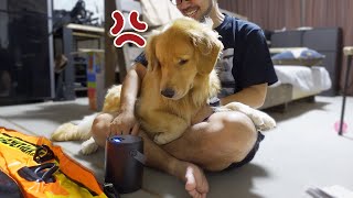 激オコしながらパパに助けを求める愛犬が可愛いww