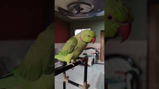 Download Lagu Mithu π¦ houn #talkingparot #parrot #birds #nonstoptalkingparrot #talkingparrot #mithukibatain MP3 Download Lagu Mithu π¦ houn #talkingparot #parrot #birds #nonstoptalkingparrot #talkingparrot #mithukibatain MP3